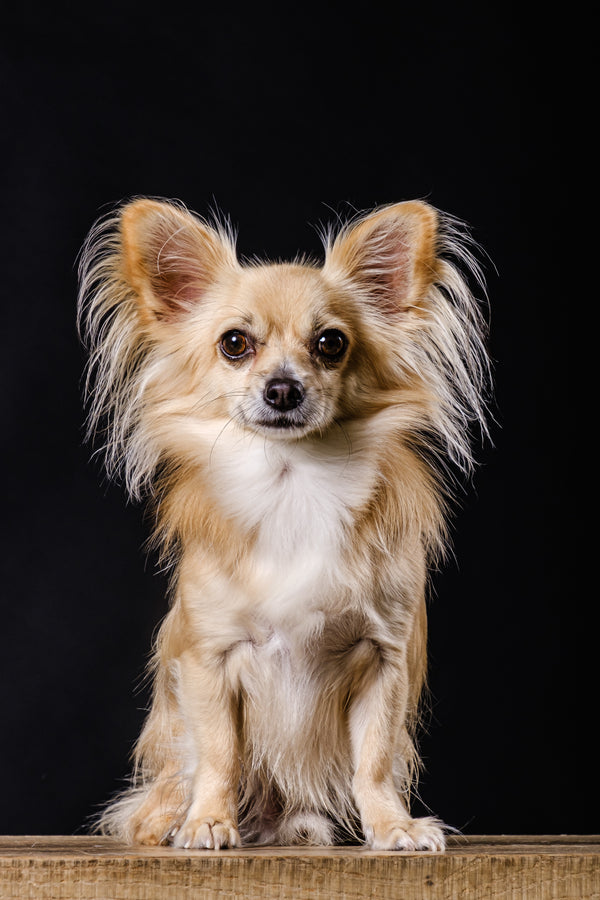 Chihuahua