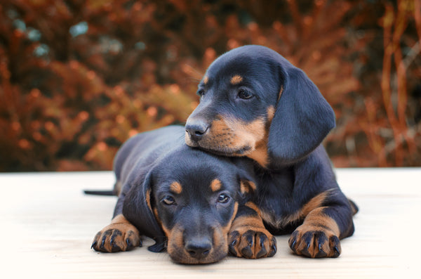 Dachshund