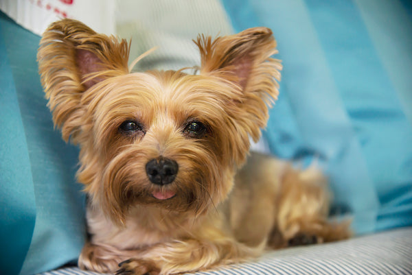 Yorkie