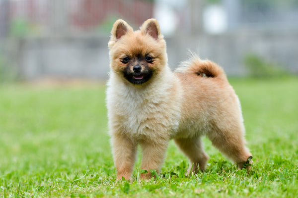 Pomeranian
